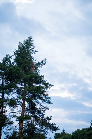 pines in the sky in a tourist campの写真素材