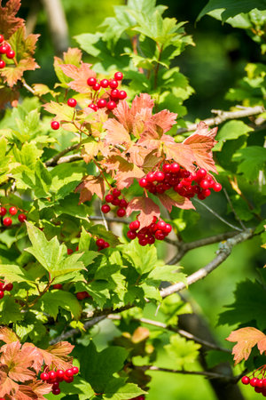 red viburnum berries on a bush in a tourist campの写真素材