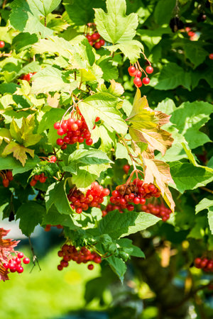 red viburnum berries on a bush in a tourist campの写真素材