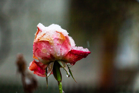 red-pink delicate rose flowers covered with white snow
