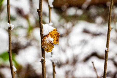 a small yellow leaf sprinkled with white snow on a tree sproutの写真素材