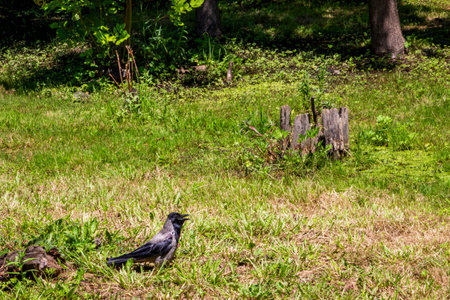 Crow on the green grass in the park in the summer.の写真素材