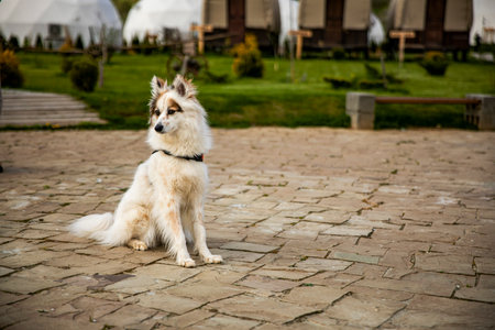 Siberian husky dog sitting on the ground in the park