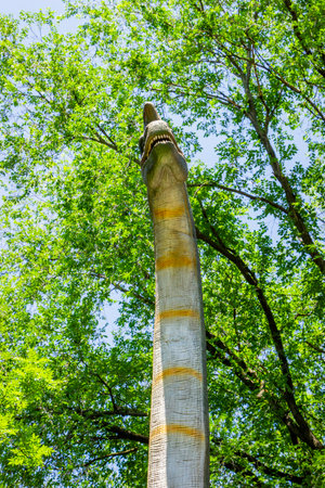 Tall tree trunk in the green forest against the blue sky.の写真素材