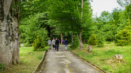 children teenagers walking along an asphalt road in a forest in the mountains, tall trees, pine trees, tourists, walk, travel, view from the back, from afar, summerの写真素材