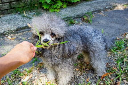 gray curly dog bites green grass with his teeth, owner's hand, close-up, domestic, friend, full...