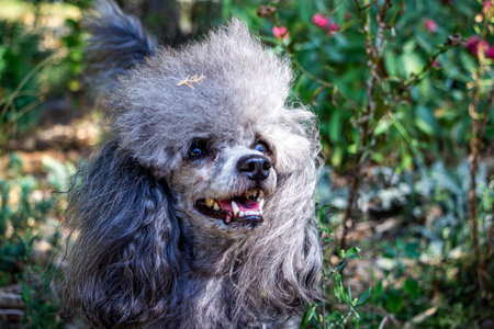 close up muzzle gray curly dog in a flowering flowerbed, looks up, smart eyes, leaf on head,