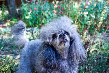 close up muzzle gray curly dog ââin  flowering flowerbed, looks up, smart eyes, silver poodle, model view, domestic, friend, full face, funny face, happy, petの写真素材