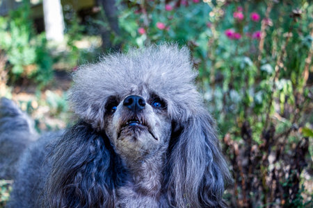 gray curly dog looks up, raised muzzle, asks for food, silver poodle, close, top view, model,...