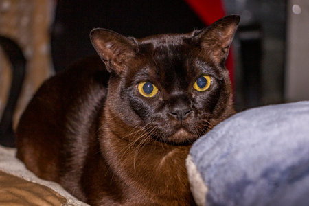 brown adult cat lies on bed, hides behind pillow, big yellow eyes, playful, purebred, European Burmese, close-up, portrait, front viewの写真素材