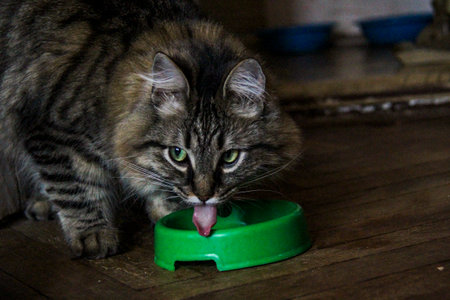 gray cat, eats, from bowl, stuck out tongue, looks straight, attentively, close-up, striped, yellow-eyed, wonderful mustache, fluffy muzzle, white cheeks, adult, young, Siberianの写真素材