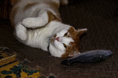 close-up, domestic cat, folded front paws, full, horizontal photo, moggy, on its back, portrait,...