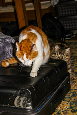 2 cats playing on suitcase, white and red from above, striped, gray looks, domestic, looks...