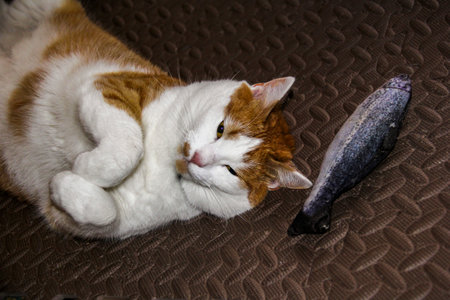 white domestic cat with tricolor color, lying on its back, folded front paws, squinted eyes, toy fish, satisfied, full-grown, calico, moggyの写真素材