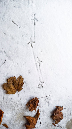 bird footprints, freshly fallen snow, chain of footprints, snowy autumn leaves, maple, dried, alley...