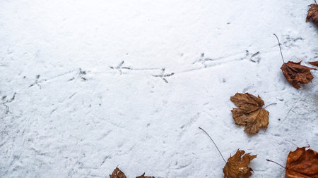 bird footprints on freshly fallen snow, chain of footprints, snowy autumn leaves, maple, dried, alley in city, brownish yellow, outside, snowfall, cloudy day, ice, winter, cold,の写真素材