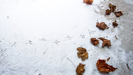 bird footprints on freshly fallen snow, chain of footprints, snowy autumn leaves, maple, dried,...