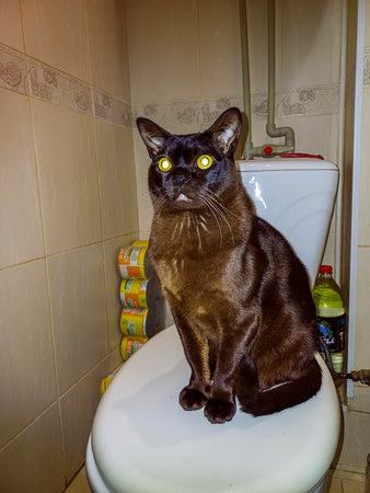 big brown cat sits on toilet lid, pet in bathroom, white drain tank, big yellow eyesの写真素材