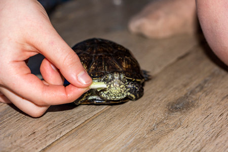 pond turtle eats special food from owner's hand, close-up of face, direct view, dark reptile, light...