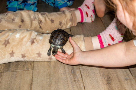 marsh turtle crawled onto childrens feet, clings with its claws, beige pajamas, hand catches from below,の写真素材