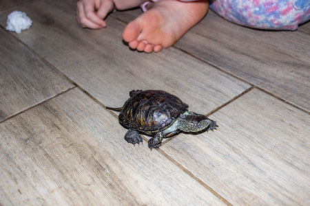marsh turtle crawls near children's bare feet, lies food, top view, dark animal, light spots, shiny shell, domestic, medium, European, young, lively, on the floor, pet, horizontalの写真素材