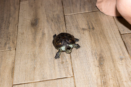 pond turtle runs on floor, legs outstretched, head out, dark reptile, light spots, shiny shell, close, top view, straight, medium, young, livelyの写真素材