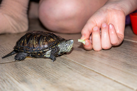 marsh turtle eats from owner's hand, at child's feet, special food, side view, dark animal, light spots, shiny shell, domestic,の写真素材