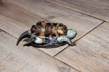 pond turtle lies on floor, on its back, legs extended upwards, head stuck out, trying to turn over, dark reptile, light spots, shiny shell, close, top view, long tail, domestic, meの写真素材