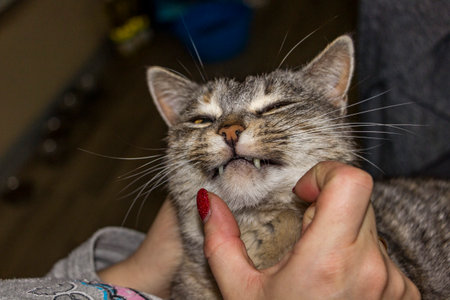 owner's hand strokes cat's neck, sits in her arms, striped, white-gray, squinted, satisfied, close-up of face, fluffy, expressive eyes, looking, close-up, short-haired,の写真素材