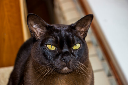 brown cat sitting by window in daytime, yellow eyes, looking intently, portrait, short-haired, breed, close-up, portrait, well-groomed, domesticの写真素材