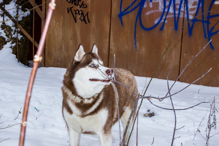 siberian husky standing in snow, red-white dog profile, friendly face, full length, bright blue...