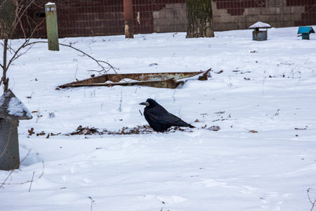 Common raven stands on snow, raven looking food, medium view, bare branches, full length, day,...