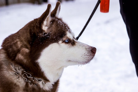 red and white dog profile, Siberian Husky muzzle, profile, friendly, bright blue eyes, thick fur,...