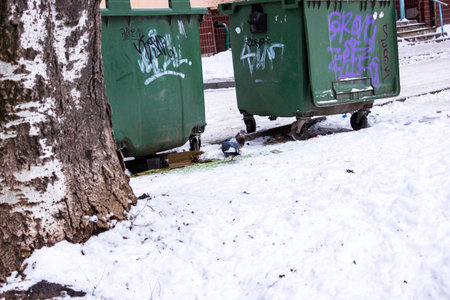 city pigeons looking for food near garbage cans in winter, gray birds, old garbage containers,...