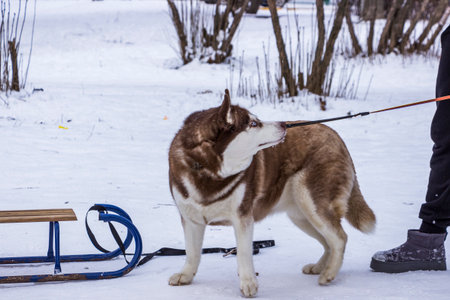 Siberian Husky standing in snow, looking back at woman, owner holds, large dog by leash, yard, sled...