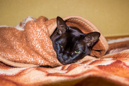 brown cat sits under warm blanket, in afternoon, squinted eyes, satisfied, mustachioed muzzle, long mustache, dozing, short-haired, European Burmese, breed, close-up, funnyの写真素材