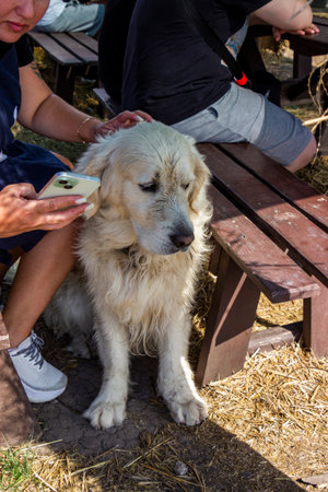 white big dog sits near owner, hand with phone, wooden benches, rural area, full face, satisfied...