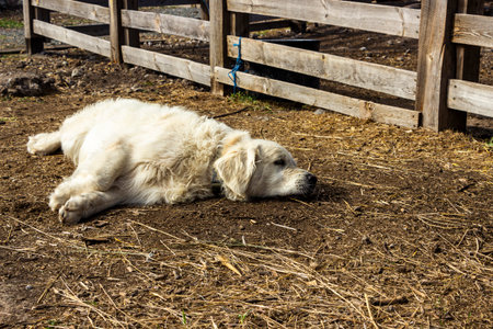 white big dog lies in yard near wooden fence, hay, outstretched paws, resting, full face, dozing,...