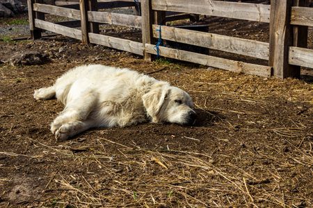 white big dog lies in yard near wooden fence, hay, outstretched paws, resting, full face