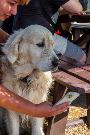 white big dog sits near owner, taking selfie, hand with phone, wooden benches, rural area, full...