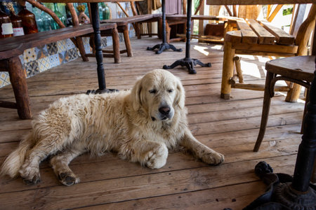 white big dog lies on wooden porch floor, full face, full length, calm face, hairy, pet