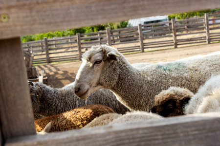 lambs, rams, sheep looking out from behind  wooden fence, white black muzzles, hairy, brown,...