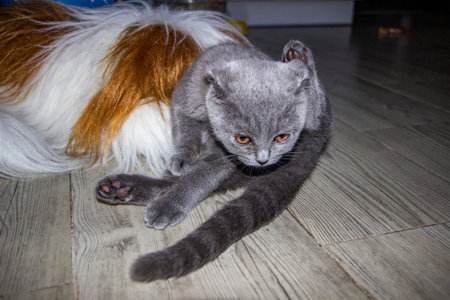 gray kitten sits on floor washing its hind legs near soft toy, small cat, medium plan, full length, yellow-eyed pet,の写真素材