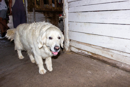 white big dog goes in cage, wooden walls, full face, satisfied face, breed, hairy, pet
