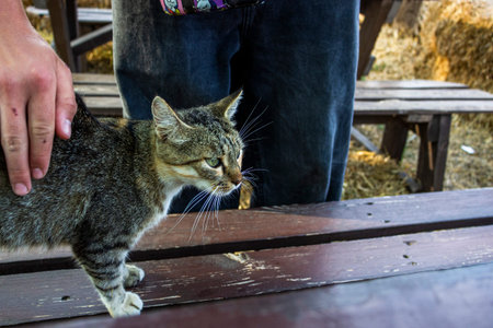 hand stroking street cat, striped, gray, portrait, side view, good looks, outdoors, gazebo, haystacksの写真素材
