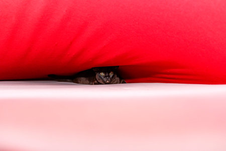 dark brown cat sits in  middle of bed under  red blanket, hid on the sheet, preparing to cuddle, looks out, plays, interested, looks attentively,の写真素材