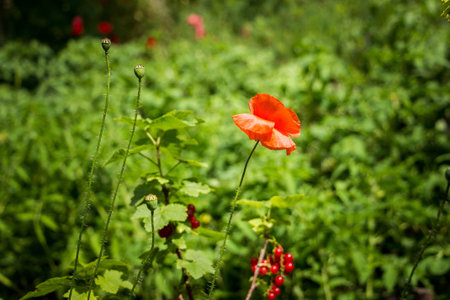 red flower, wild poppy, self-sowing poppy, delicate petals, bright, buds profusely, current bush,...