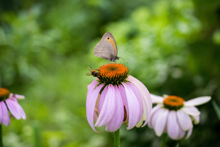 bee, butterfly on pink echinacea flower, feed on nectar, pollination, blooming, perennial plant