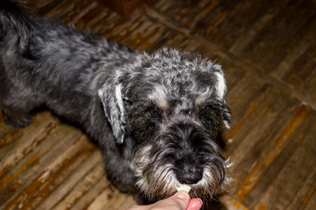 owner's hand feeds dog hard cheese, treats, funny face, top view, breed, brown-eyed, friend, shaggy, giant schnauzer,の写真素材