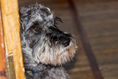 funny face of shaggy dog â€‹â€‹looks out from behind doorbrown-eyed, friend, giant...